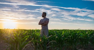 Bir çiftçi gün doğumunda mısır tarlasını teftiş eder. Erkek çiftçi dışarıda, tarlada çalışıyor. Tarım işçisi çiftçi mısır hasat ediyor. Bir adam mısır tarlasını inceliyor. Çiftçiler ekinleri hasat etmek için çalışır.