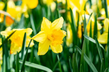 Narcissus çiçeği çiçek açtı. Bahar çiçekleri arka planı. Narcissus çiçekleri. Bahçedeki Narcissus çiçekleri. Çiçek açan bir narsistin yakın çekimi. Çiçekler bahar arkaplanı