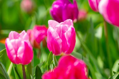 Gelişmiş arka plan. Bu bir lale. Bahar çiçeği.