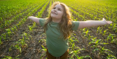 Mısır tarlasında çocuk işi. Çocuk çiftliği yardımcısı. Kırsal kesimdeki bir çocuk. Çocuk çiftçisi sahada. Hasat mevsimi, mısır çiftliğinde çalışmak. Çocuk mısır ekiyor. Küçük çiftçi. Kırsal kesimdeki çocuklar. Mutlu küçük çiftçi