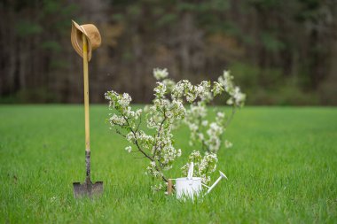 Baharda bahçe. İlkbaharda ağaç dikiyorum. Arka bahçeyi işleyelim. Yeşil çayırdaki çiftlik. Çiçekleri aletle sulamak. Bahçe işleri konsepti. Bahar yeşilliği ve çimenler. Ekmek için zemin