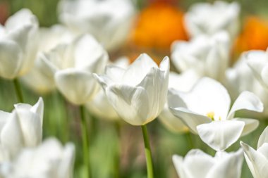 Bahar çiçekleri. Bahar zamanı lale tarlası. Lale çiçeği arkaplanını kapat. Renkli laleler güneşli yaz ve bahar günlerinde bahçede çiçek açıyor. Seçici yumuşak odak