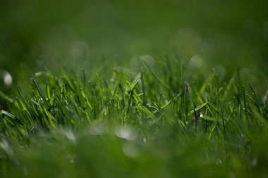 Çimen arka plan dokusu. Yeşil çimenli alan arkaplanı. Çimlerin yemyeşil yakın görüntüsü. Açık hava çim afişi. Bahçe çimleri arka plan resmi. Yeşil çimen doğa arka planı