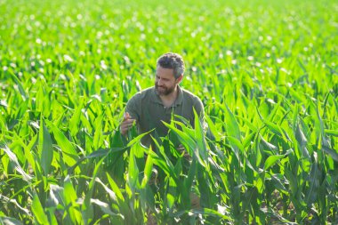 Bir çiftçi mısır tarlasını inceliyor. Çiftçi mısır yetiştirmek için çiftlikte çalışıyor. Kırsal kesimde bir erkek çiftçinin portresi. Tarım işçisi, çiftçi