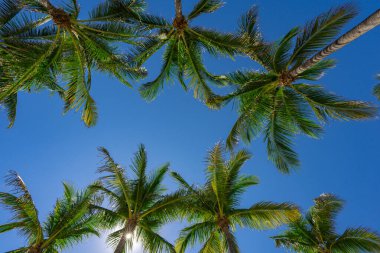 Avuç içi. Yaz cenneti konsepti. Yeşil orman. Tropikal arka plan. Egzotik yaz titreşimleri. Palmiye duvar kağıdı. Gün ışığında palmiye yaprakları. Tropik tasarım modeli. Bali Yazı. Tropik tasarım