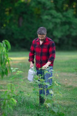 Bahçede bitki yetiştiren çiftçi. Evin arka bahçesinde tarım ağacı var. Sulama kabı olan adam. Kürekle bahçıvanlık. Ev bahçesi yetiştiriciliği. Meyve ağaçlı bahçe. Olgun çiftçi ağaç dikiyor.