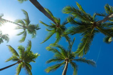 Yaz palmiyesi. Tropik bir manzara. Yaz manzarası. Mavi gökyüzünde yeşil palmiye ağacı. Tropik cennet. Yaz duvar kağıdı. Palmiye manzarası. Tropik palmiye ağacı dokusu. Yaz palmiyeleri
