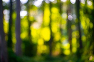 Orman geçmişi. Bulanık doğa geçmişi. Yeşil yaz manzarası arka planı. Yeşil yemyeşil çevre. Ormanda bulanık yeşil yapraklar. Yapraklı doğa deseni. Yeşilliğin bulanık arkaplanı