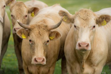 İnekler çayırda otluyor. Sığır sürüsü. Çiftlik hayvanı ineği yeşil çimlerle besleniyor. Otlayan inekler otlak arazide otlar. Çiftlikteki sığırlar. Doğada otlayan inekler. İneklerle birlikte çayırı açın. Sığır sürüsü