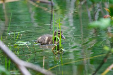 Orman gölündeki genç yaban ördeği.