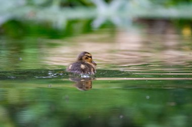 Orman gölündeki genç yaban ördeği.