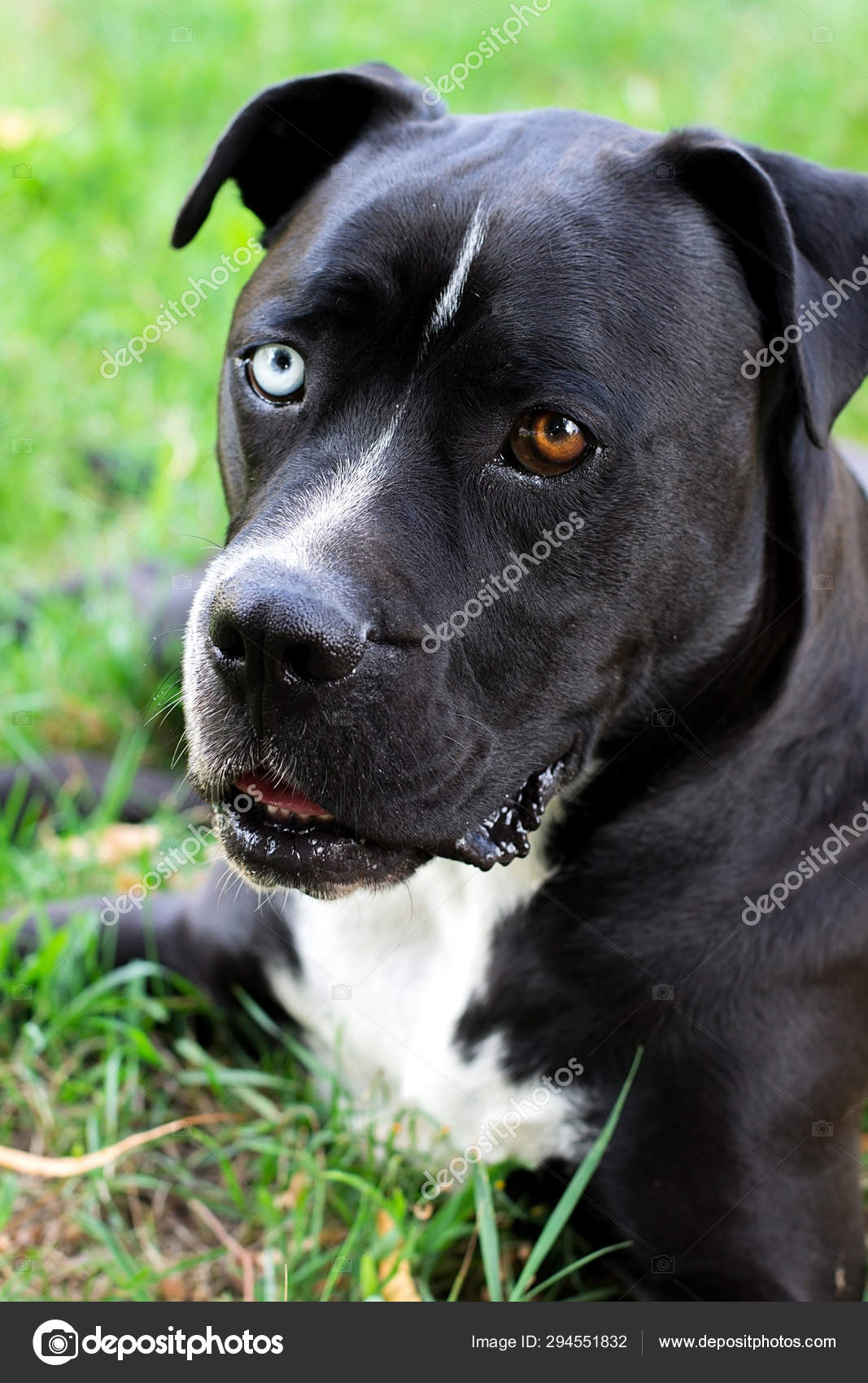 staffordshire terrier black and white