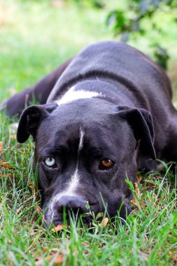 Siyah beyaz amerikan staffordshire terrier köpek w yakın çekim