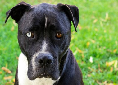 Siyah beyaz amerikan staffordshire terrier köpek w yakın çekim