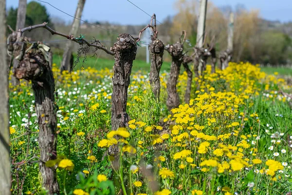 Spring Vineyards Growing Amoung Yellow Flowers Green Grass Saint Emilion — Stock Photo, Image