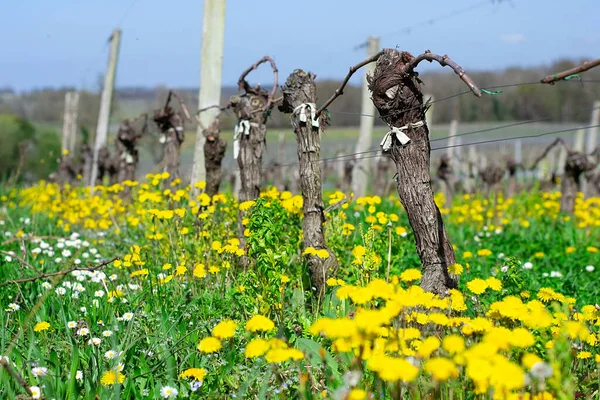 Spring Vineyards Growing Amoung Yellow Flowers Green Grass Saint Emilion — Stock Photo, Image