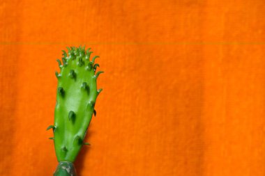 beautiful baby cactus nopal plant small on orange background clipart