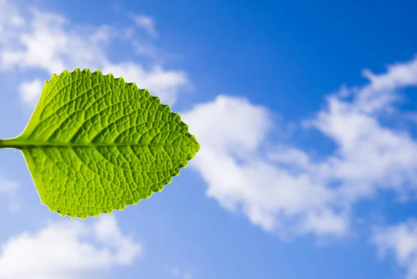 Ekoloji kavramı yaprak mavi gökyüzü bulutları