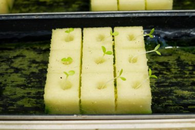 Altında su akan organik bir hidroponik çiftlikte, beyaz sünger küplerinde marul tohumları yetiştiriliyor..