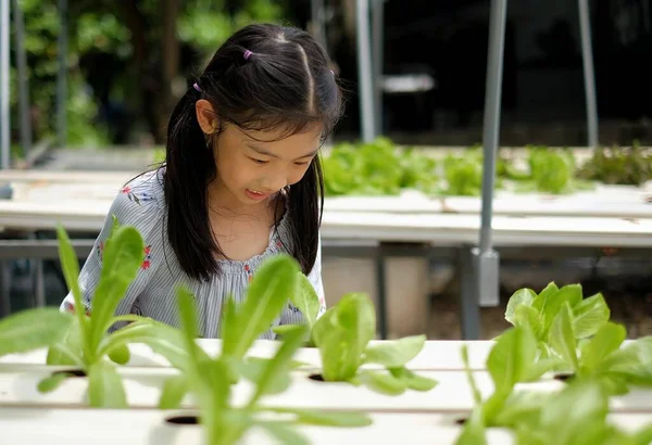 Şirin bir Asyalı genç kız hidrofonik sebze bahçesini inceliyor ve onunla ilgileniyor, mutlu ve gülümsüyor..