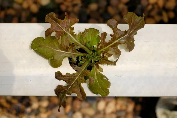 Top View Young Red Oak Leaf Lettuce Hydroponic Garden — Stock Photo, Image