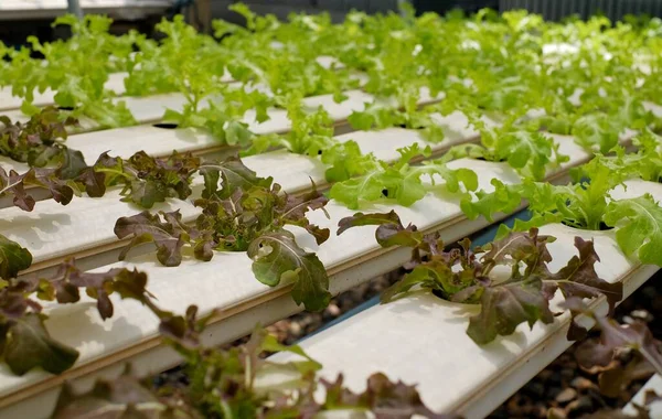 Organik hidroponik sebze yetiştirme çiftliği. Altında su akan beyaz tüp üzerinde sıra sıra yeşil sebzeler..