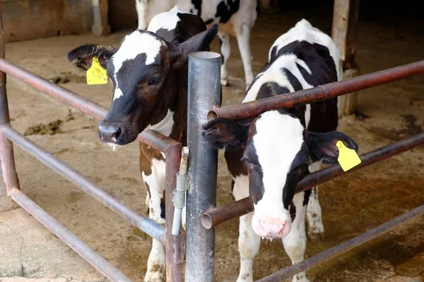 Şirin siyah beyaz desenleri olan iki genç buzağı, bir ahırda duruyorlar, garip bir şekilde kafalarını duvarlarından dışarı çıkarıyorlar..