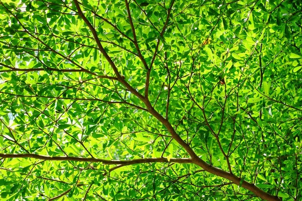 Açık Güneşli Bir Günde Yeşil Yapraklı Terminallerin Ağaç Dallarının Alçak — Stok fotoğraf