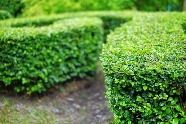 Una Passerella Giardino Con Cespugli Arbusti Ben Curati Lungo Lato — Foto Stock