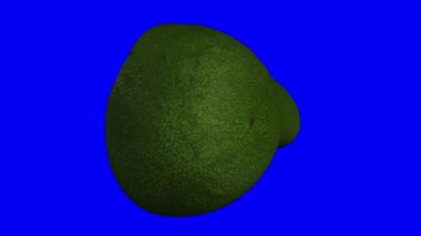 Mavi arka planda dönen yeşil bir Florida avokadosunun (çukurla ikiye bölünmüş) gerçekçi canlandırması. Video kusursuz bir şekilde döngüye giriyor ve nesne gerçek bir avokadodan 3D taranıyor..