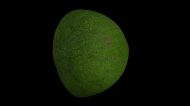Siyah arka planda dönen yeşil Florida avokadosunun (ikiye bölünmüş) gerçekçi canlandırması. Video kusursuz bir şekilde döngüye giriyor ve nesne gerçek bir avokadodan 3D taranıyor..