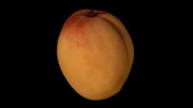 Siyah arka planda dönen bir kayısı için gerçekçi bir canlandırma. Video kusursuz bir şekilde döngüye giriyor ve 3D nesne gerçek bir kayısıdan taranıyor..