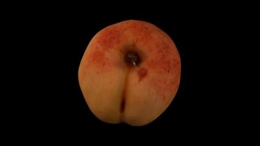 Siyah arka planda dönen bir kayısı için gerçekçi bir canlandırma. Video kusursuz bir şekilde döngüye giriyor ve 3D nesne gerçek bir kayısıdan taranıyor..