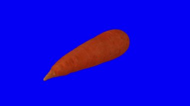 Mavi arka planda dönen bir havucun gerçekçi canlandırması. Video kusursuz bir şekilde döngüye giriyor ve nesne gerçek bir havuçtan 3D taranıyor..
