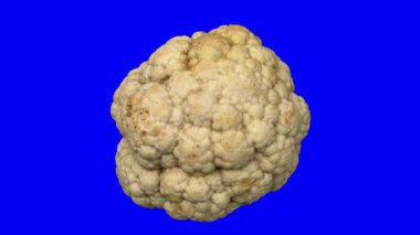 Mavi arka planda dönen bir karnabahar başlığının gerçekçi canlandırması. Video kusursuz bir şekilde döngüye giriyor ve nesne gerçek bir karnabahar tarafından taranıyor..