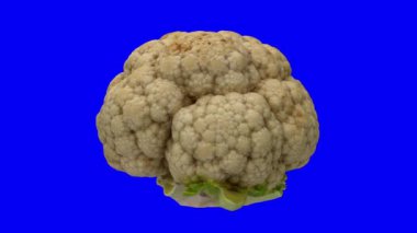 Mavi arka planda dönen bir karnabahar başlığının gerçekçi canlandırması. Video kusursuz bir şekilde döngüye giriyor ve nesne gerçek bir karnabahar tarafından taranıyor..