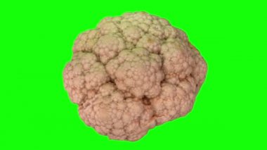 Yeşil arka planda dönen bir karnabahar başlığının gerçekçi canlandırması. Video kusursuz bir şekilde döngüye giriyor ve nesne gerçek bir karnabahar tarafından taranıyor..