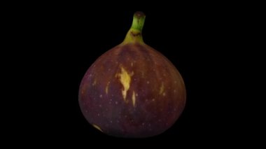 Siyah arka planda dönen siyah misyoner incirinin gerçekçi canlandırması. Video kusursuz bir şekilde döngüye giriyor ve nesne gerçek bir incirden 3D taranıyor..