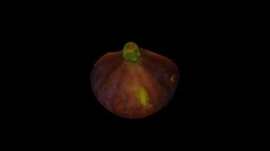 Siyah arka planda dönen yarı siyah bir misyoner incirinin gerçekçi canlandırması. Video kusursuz bir şekilde döngüye giriyor ve nesne gerçek bir incirden 3D taranıyor..