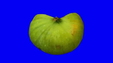 Mavi arka planda yarı yeşil bir kalimyrna incirinin gerçekçi canlandırması. Video kusursuz bir şekilde döngüye giriyor ve nesne gerçek bir incirden 3D taranıyor..