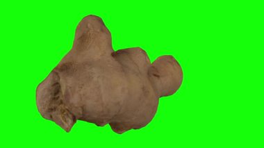 Yeşil arka planda dönen taze zencefil kökünün gerçekçi canlandırması. Video pürüzsüz bir şekilde döngüye giriyor ve nesne gerçek bir zencefil rhizomu tarafından 3D taranıyor..
