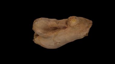 Siyah arka planda dönen taze zencefil kökünün gerçekçi bir canlandırması. Video pürüzsüz bir şekilde döngüye giriyor ve nesne gerçek bir zencefil rhizomu tarafından 3D taranıyor..