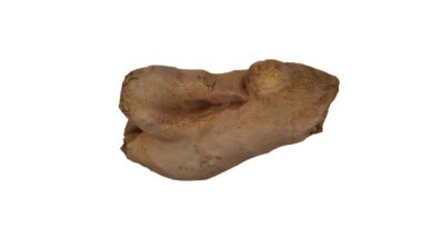 Beyaz arka planda dönen taze zencefil kökünün gerçekçi bir canlandırması. Video pürüzsüz bir şekilde döngüye giriyor ve nesne gerçek bir zencefil rhizomu tarafından 3D taranıyor..