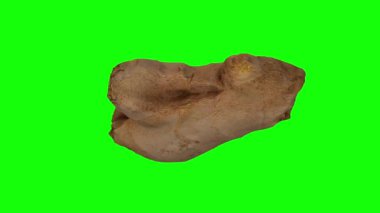 Yeşil arka planda dönen taze zencefil kökünün gerçekçi canlandırması. Video pürüzsüz bir şekilde döngüye giriyor ve nesne gerçek bir zencefil rhizomu tarafından 3D taranıyor..