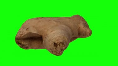Yeşil arka planda dönen taze zencefil kökünün gerçekçi canlandırması. Video pürüzsüz bir şekilde döngüye giriyor ve nesne gerçek bir zencefil rhizomu tarafından 3D taranıyor..