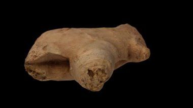 Siyah arka planda dönen taze zencefil kökünün gerçekçi bir canlandırması. Video pürüzsüz bir şekilde döngüye giriyor ve nesne gerçek bir zencefil rhizomu tarafından 3D taranıyor..