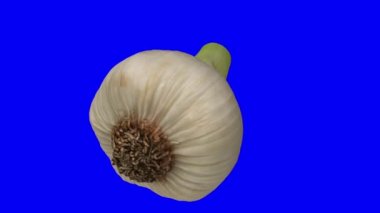 Mavi arka planda dönen taze sarımsağın gerçekçi bir canlandırması. Video pürüzsüz bir şekilde döngüye giriyor ve obje gerçek bir sarımsak başından 3D taramayla taranıyor..