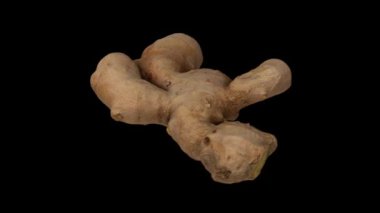 Siyah arka planda dönen taze zencefil kökünün gerçekçi bir canlandırması. Video pürüzsüz bir şekilde döngüye giriyor ve nesne gerçek bir zencefil rhizomu tarafından 3D taranıyor..