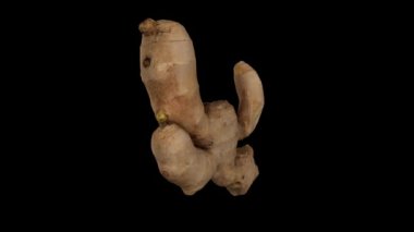 Siyah arka planda dönen taze zencefil kökünün gerçekçi bir canlandırması. Video pürüzsüz bir şekilde döngüye giriyor ve nesne gerçek bir zencefil rhizomu tarafından 3D taranıyor..