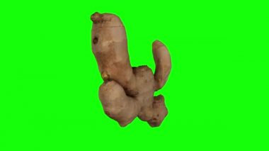 Yeşil arka planda dönen taze zencefil kökünün gerçekçi canlandırması. Video pürüzsüz bir şekilde döngüye giriyor ve nesne gerçek bir zencefil rhizomu tarafından 3D taranıyor..